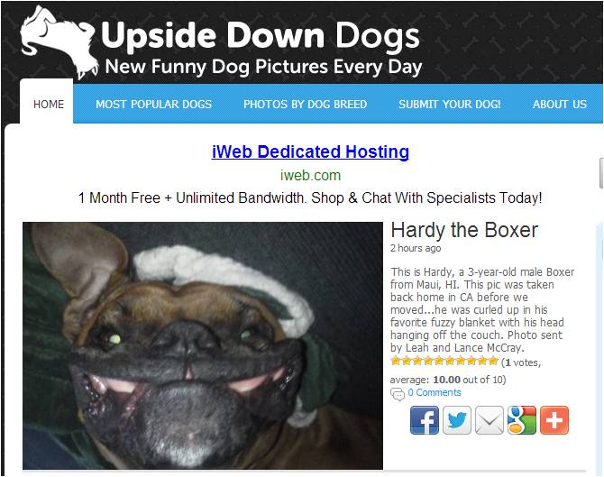 IEDGE-upside-dogs-1